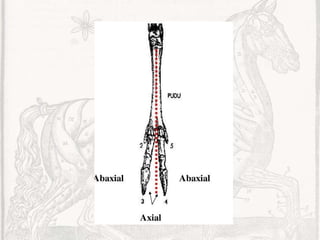 Veterinary Structure Comprehensive Veterinary Anatomy: Structure, Function, and Clinical ...