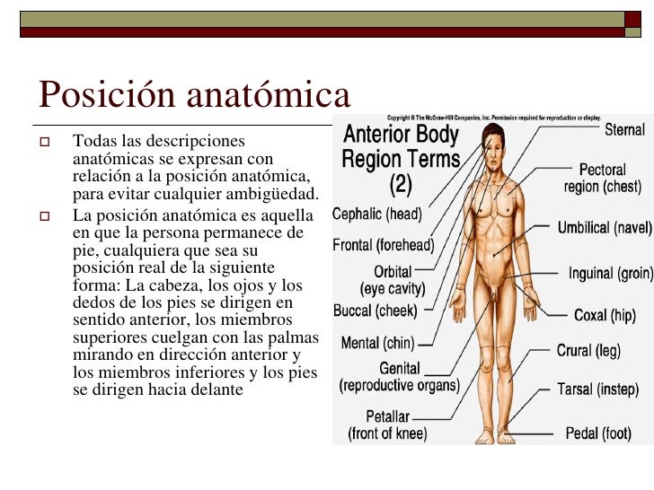 Caracteristicas De La Posicion Anatomica Del Cuerpo Humano