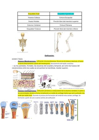 Esqueleto Axial Esqueleto Apendicular
Huesos Cabeza Cintura Escapular
Hueso Hioides Porción libre del miembro superior
Columna Vertebral Cintura Pelviana
Esqueleto Torácico Porción libre del miembro inferior
Osificación:
existen 2 tipos:
- Huesos Membranosos; osificación intramembranosa. Ocurre en el cráneo y clavícula, el hueso
se forma directamente a partir del mesénquima. directamente del tejido conectivo.
→ ej: los parietales, frontales, las escamas del occipital y temporal, así como los huesos del
viscerocráneo entre los cuales se encuentran la mandíbula, maxilar superior.
- Huesos Cartilaginosos; osificación perióstica y endocondral de la columna vertebral, la pelvis y
las extremidades donde se forma inicialmente un molde de cartílago hialino que será sustituido más
tarde por tejido óseo. Durante el proceso de formación del embrión esta zonaes cartílago. Se
formarán a partir de uno o varios centros de osificación
 