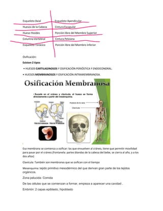 Existen 2 tipos
• HUESOS CARTILAGINOSOS Y OSIFICACIÓN PERIÓSTICA Y ENDOCONDRAL.
• HUESOS MEMBRANOSOS Y OSIFICACIÓN INTRAMEMBRANOSA.
Esa membrana se comienza a osificar: las que envuelven al cráneo, tiene que permitir movilidad
para pasar por el cráneo.(Fontanela: partes blandas de la cabeza del bebe, se cierra al año, y a los
dos años)
Clavícula: También son membranas que se osifican con el tiempo
Mesenquima: tejido primitivo mesodérmico del que derivan gran parte de los tejidos
orgánicos.
Zona pelucida: Comida
De las células que se comienzan a formar, empieza a aparecer una cavidad .
Embrión: 2 capas epiblasto, hipoblasto
Esqueleto Axial Esqueleto Apendicular
Huesos de la Cabeza Cintura Escapular
Hueso Hioides Porción libre del Miembro Superior
Columna Vertebral Cintura Pelviana
Esqueleto Torácico Porción libre del Miembro Inferior
Osificación:
 