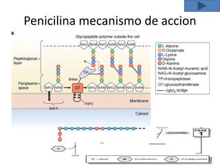 Penicilina mecanismo de accion
 