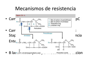 Mecanismos de resistencia
• Cambios en porinas: falta de porinas OmpC

• Cambios de sitio de accion: cambios PBP:
  Staphylococcus mecA : meticilino resistencia
  Enterococcus: PBP5

• B lactamasas: principal mecanismo de accion
 