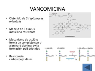 VANCOMICINA
• Obtenido de Streptomyces
  orientalis

• Manejo de S aureus
  meticilino resistente

• Mecanismo de acción:
  forma un complejo con d-
  alanina-d alanina: evita
  formación poli péptidos

• Resistencia:
  carboxipeptidasas
 
