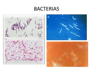 BACTERIAS
 