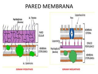 PARED MEMBRANA




GRAM POSITIVO    GRAM NEGATIVO
 