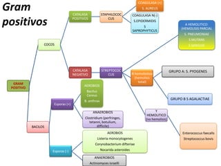 COAGULASA (+)
Gram                                CATALASA            STAPHILOCOC
                                                                                   S. AUREUS
                                                                             COAGULASA N(-)

positivos                           POSITIVOS               CUS
                                                                               S.EPIDERMIDIS
                                                                                   S
                                                                                                               Α HEMOLITICO:
                                                                                                             (HEMOLISIS PARCIAL
                                                                             SAPROPHYTICUS
                                                                                                               S. PNEUMONIAE
                                                                                                                  S MUTANS
                  COCOS                                                                                           S SANGUIS




                                    CATALASA            STREPTOCOC                                     GRUPO A: S. PYOGENES
                                    NEGATIVO                CUS              Β hemoliotico
                                                                               (hemolisis
  GRAM                                                                           total)
                                          AEROBIOS
 POSITIVO
                                            Bacilus
                                            Cereus
                                          B. anthrax
                                                                                                       GRUPO B S AGALACTIAE
                      Esporas (+)

                                                  ANAEROBIOS                                Y
                                                                                       HEMOLITICO
                                           Clostridium (perfringes,                   (no hemolisis)
                                              tetanni, botulium,
            BACILOS                                difficile)
                                                            AEROBIOS                                          Enterococcus faecalIs
                                                      Listeria monocytogenes                                  Streptococcus bovis
                                                   Corynobacterium difteriae
                      Esporas (-)                      Nocarida asteroides

                                                   ANAEROBIOS
                                                Actinomyces israelli
 