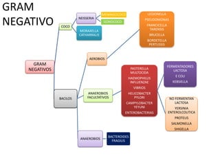 GRAM                                    MENINGOCOCO                 LEGIONELLA

NEGATIVO         COCO
                          NEISSERIA
                                        GONOCOCO
                                                                PSEUDOMONAS
                                                                    FRANCICELLA
                                                                      TARENSIS
                          MORAXELLA
                          CATHARRALIS                                 BRUCELLA
                                                                    BORDETELLA
                                                                     PERTUSSIS


                                AEROBIOS
      GRAM                                                                        FERMENTADORES
    NEGATIVOS                                            PASTERELLA
                                                                                     LACTOSA
                                                         MULTOCIDA
                                                                                      E COLI
                                                      HAEMOPHILUS
                                                       INFLUENZAE                   KEBSIELLA
                                                          VIBRIOS
                                ANAEROBIOS            HELICOBACTER
                BACILOS        FACULTATIVOS              PYLORI                    NO FERMENTAN
                                                      CAMPYLOBACTER                   LACTOSA
                                                         YEYUNI                      YERSINIA
                                                    ENTEROBACTERIAS               ENTEROLCOLITICA
                                                                                     PROTEUS
                                                                                    SALMONELLA
                                                                                     SHIGELLA

                                           BACTEROIDES
                           ANAEROBIOS
                                             FRAGILIS
 