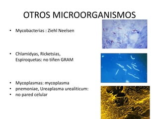 OTROS MICROORGANISMOS
• Mycobacterias : Ziehl Neelsen



• Chlamidyas, Ricketsias,
  Espiroquetas: no tiñen GRAM



• Mycoplasmas: mycoplasma
• pnemoniae, Ureaplasma urealiticum:
• no pared celular
 