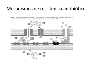 Mecanismos de resistencia antibiótico
 