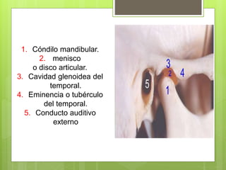 1. Cóndilo mandibular.
2. menisco
o disco articular.
3. Cavidad glenoidea del
temporal.
4. Eminencia o tubérculo
del temporal.
5. Conducto auditivo
externo
 