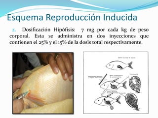 Esquema Reproducción Inducida
2. Dosificación Hipófisis: 7 mg por cada kg de peso
corporal. Esta se administra en dos inyecciones que
contienen el 25% y el 15% de la dosis total respectivamente.

 