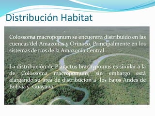 Distribución Habitat
Colossoma macropomum se encuentra distribuido en las
cuencas del Amazonas y Orinoco. Principalmente en los
sistemas de ríos de la Amazonía Central.
La distribución de Piaractus brachypomus es similar a la
de Colossoma macropomum, sin embargo está
alargando su área de distribución a los bajos Andes de
Bolivia y Guayana.

 