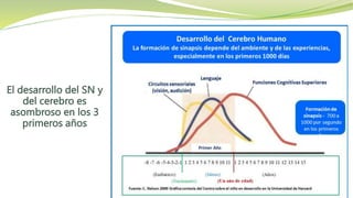REV NEUROL 2000;31(8):716-719
El desarrollo del SN y
del cerebro es
asombroso en los 3
primeros años
 