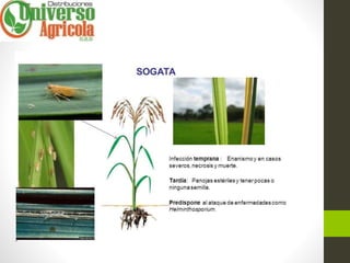 Generalidades cultivo arroz