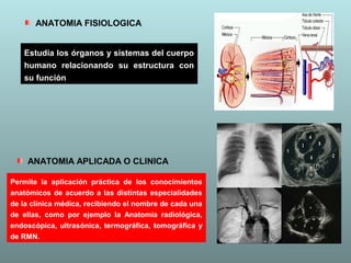 Estudia los órganos y sistemas del cuerpo
humano relacionando su estructura con
su función
ANATOMIA FISIOLOGICA
Permite la...