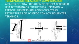Generalidades de anatomía.pdf………………………. | PDF