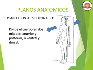 PLANOS ANATOMICOS
• PLANO FRONTAL o CORONARIO:
Divide el cuerpo en dos
mitades: anterior y
posterior, o ventral y
dorsal.
 