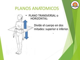 .
PLANOS ANATOMICOS
• PLANO TRANSVERSAL o
HORIZONTAL:
Divide el cuerpo en dos
mitades: superior e inferior.
 