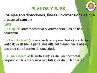 PLANOS Y EJES
Los ejes son direcciones, líneas unidimensionales que
cruzan al cuerpo.
Ejes
Eje Sagital: (anteroposterior o ventrodorsal): es de tipo
horizontal,
Eje Longitudinal: (craneocaudal o superoinferior): es de tipo
vertical; va desde la parte más alta del cráneo hacia abajo,
pasando por el centro de gravedad.
Eje Transverso: (o laterolateral): es de tipo horizontal,
perpendicular a los planos sagitales; va de un lado a otro.
PLANOS Y EJES
 