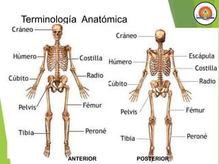Terminología Anatómica
ANTERIOR POSTERIOR
 