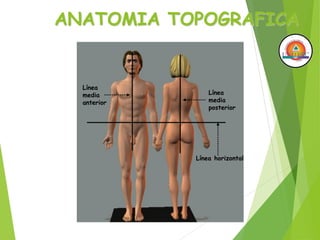 ANATOMIA TOPOGRAFICA
Línea
media
anterior
Línea
media
posterior
Línea horizontal
 
