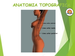 ANATOMIA TOPOGRAFICA
Linea axilar media
Linea axilar anterior
Linea axilar posterior
 