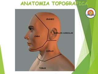 ANATOMIA TOPOGRAFICA
CRANEO
CARA
PABELLON AURICULAR
CUELLO
TORAX
 