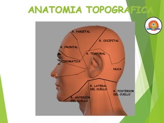 ANATOMIA TOPOGRAFICA
R. FRONTAL
R. PARIETAL
R. OCCIPITAL
R. TEMPORAL
NUCA
CIGOMATICA
R. LATERAL
DEL CUELLO
R. ANTERIOR
DEL CUELLO
R. POSTERIOR
DEL CUELLO
 
