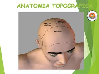 ANATOMIA TOPOGRAFICA
PARIETAL
DERECHA
PARIETAL
IZQUIERDA
FRONTAL
 