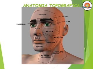 ANATOMIA TOPOGRAFICA
FRONTAL
CILIAR
OCULAR
NASAL
PALPEBRAL
MEJILLA
MASETERA
BUCAL
GENIANA
MENTON
ANTERIOR
DEL CUELLO
LATERAL DEL
CUELLO
 