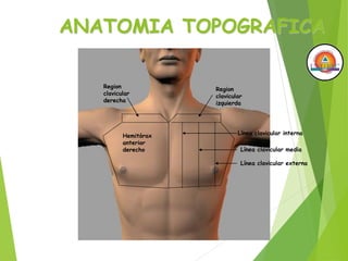 ANATOMIA TOPOGRAFICA
Region
clavicular
derecha
Region
clavicular
izquierda
Hemitórax
anterior
derecho Línea clavicular media
Línea clavicular interna
Línea clavicular externa
 