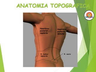 ANATOMIA TOPOGRAFICA
Hemitórax
posterior
izquierdo
Hemitórax
posterior
derecho
R. lumbar
izquierda
R. sacra
 