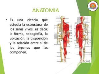 ANATOMIA
• Es una ciencia que
estudia la estructura de
los seres vivos, es decir,
la forma, topografía, la
ubicación, la disposición
y la relación entre sí de
los órganos que las
componen.
 