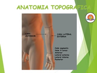 ANATOMIA TOPOGRAFICA
CARA
ANTERIOR
CARA LATERAL
EXTERNA
Cada segmento
tiene 4 caras:
Anterior
Lateral externa
Lateral interna
Posterior
 