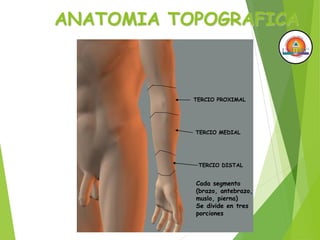 ANATOMIA TOPOGRAFICA
TERCIO PROXIMAL
TERCIO MEDIAL
TERCIO DISTAL
Cada segmento
(brazo, antebrazo,
muslo, pierna)
Se divide en tres
porciones
 