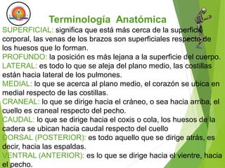 Terminología Anatómica
SUPERFICIAL: significa que está más cerca de la superficie
corporal, las venas de los brazos son superficiales respecto de
los huesos que lo forman.
PROFUNDO: la posición es más lejana a la superficie del cuerpo.
LATERAL: es todo lo que se aleja del plano medio, las costillas
están hacia lateral de los pulmones.
MEDIAL: lo que se acerca al plano medio, el corazón se ubica en
medial respecto de las costillas.
CRANEAL: lo que se dirige hacia el cráneo, o sea hacia arriba, el
cuello es craneal respecto del pecho.
CAUDAL: lo que se dirige hacia el coxis o cola, los huesos de la
cadera se ubican hacia caudal respecto del cuello
DORSAL (POSTERIOR): es todo aquello que se dirige atrás, es
decir, hacia las espaldas.
VENTRAL (ANTERIOR): es lo que se dirige hacia el vientre, hacia
el pecho.
Terminología Anatómica
 