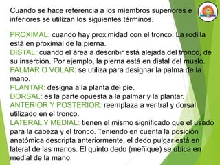 Cuando se hace referencia a los miembros superiores e
inferiores se utilizan los siguientes términos.
PROXIMAL: cuando hay proximidad con el tronco. La rodilla
está en proximal de la pierna.
DISTAL: cuando el área a describir está alejada del tronco, de
su inserción. Por ejemplo, la pierna está en distal del muslo.
PALMAR O VOLAR: se utiliza para designar la palma de la
mano.
PLANTAR: designa a la planta del pie.
DORSAL: es la parte opuesta a la palmar y la plantar.
ANTERIOR Y POSTERIOR: reemplaza a ventral y dorsal
utilizado en el tronco.
LATERAL Y MEDIAL: tienen el mismo significado que el usado
para la cabeza y el tronco. Teniendo en cuenta la posición
anatómica descripta anteriormente, el dedo pulgar está en
lateral de las manos. El quinto dedo (meñique) se ubica en
medial de la mano.
 