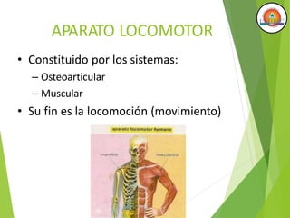 APARATO LOCOMOTOR
• Constituido por los sistemas:
– Osteoarticular
– Muscular
• Su fin es la locomoción (movimiento)
 