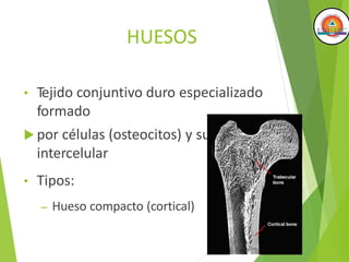 HUESOS
• Tejido conjuntivo duro especializado
formado
 por células (osteocitos) y sustancia
intercelular
• Tipos:
– Hueso compacto (cortical)
 