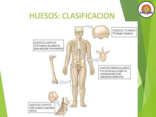 HUESOS: CLASIFICACION
 