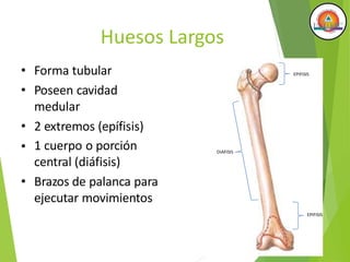 Huesos Largos
• Forma tubular
• Poseen cavidad
medular
• 2 extremos (epífisis)
• 1 cuerpo o porción
central (diáfisis)
• Brazos de palanca para
ejecutar movimientos
EPIFISIS
EPIFISIS
DIAFISIS
 