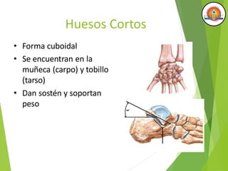 Huesos Cortos
• Forma cuboidal
• Se encuentran en la
muñeca (carpo) y tobillo
(tarso)
• Dan sostén y soportan
peso
 