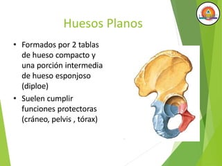 Huesos Planos
• Formados por 2 tablas
de hueso compacto y
una porción intermedia
de hueso esponjoso
(diploe)
• Suelen cumplir
funciones protectoras
(cráneo, pelvis , tórax)
 