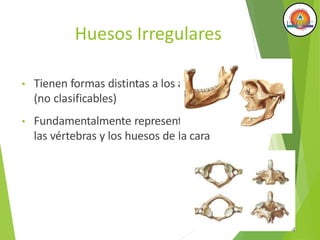 Huesos Irregulares
• Tienen formas distintas a los anteriores
(no clasificables)
• Fundamentalmente representados por
las vértebras y los huesos de la cara
 