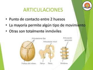 ARTICULACIONES
• Punto de contacto entre 2 huesos
• La mayoría permite algún tipo de movimiento
• Otras son totalmente inmóviles
 