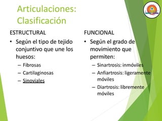 Articulaciones:
Clasificación
ESTRUCTURAL FUNCIONAL
• Según el tipo de tejido •
conjuntivo que une los
huesos:
– Fibrosas
– Cartilaginosas
– Sinoviales
Según el grado de
movimiento que
permiten:
– Sinartrosis: inmóviles
– Anfiartrosis: ligeramente
móviles
– Diartrosis: libremente
móviles
 