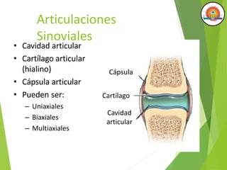 Articulaciones
Sinoviales
• Cavidad articular
• Cartílago articular
(hialino)
• Cápsula articular
• Pueden ser:
– Uniaxiales
– Biaxiales
– Multiaxiales
Cápsula
Cartílago
Cavidad
articular
 