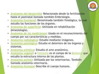 • Anatomía del desarrollo: Relacionada desde la fertilización
hasta el postnatal llamada también Embriología.
• Anatomía funcional: Denominada también fisiológica, la cual
estudia las funciones de los órganos.
• Anatomía de superficie: Utilizada en rehabilitación
(kinesiología).
• Anatomía de las mediciones: Usada en el reconocimiento del
cuerpo por sus características y medidas.
• Anatomía radiológica: Estudio mediante imágenes.
• Anatomía patológica: Estudia el deterioro de los órganos y
sistemas.
• Anatomía artística: Estudia el arte anatómico.
• Anatomía vegetal: o fitotomía es el campo de la Botánica que
estudia la estructura interna de las plantas.
• Anatomía animal: Utilizada por los veterinarios. También
llamada anatomía veterinaria.
• Anatomía Humana: Describe el cuerpo humano.
 