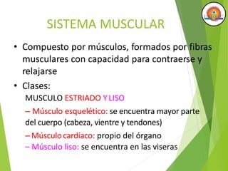 SISTEMA MUSCULAR
• Compuesto por músculos, formados por fibras
musculares con capacidad para contraerse y
relajarse
• Clases:
MUSCULO ESTRIADO YLISO
– Músculo esquelético: se encuentra mayor parte
del cuerpo (cabeza, vientre y tendones)
–Músculocardíaco: propio del órgano
– Músculo liso: se encuentra en las viseras
 