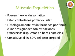 Músculo Esquelético
• Poseen inervación somática
• Están controlados por la voluntad
• Histológicamente están formados por fibras
cilíndricas grandes con estriaciones
transversas dispuestas en haces paralelos
• Constituye el 40-50% del peso corporal
 